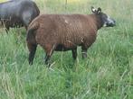 Blauwe en Engelse witte texelaars, Dieren en Toebehoren, Schapen, Geiten en Varkens, Vrouwelijk, Schaap