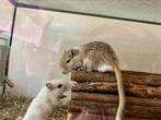 Gerbils ter adoptie, Dieren en Toebehoren, April, Mannelijk, Overige typen