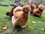 Mooie Zijdehoen toom! 3 hennen en 1 haan, Meerdere dieren, Kip