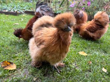 Mooie Zijdehoen toom! 3 hennen en 1 haan beschikbaar voor biedingen
