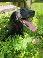 De 10- jarige Reu Bary zoekt een nieuwe huis., Dieren en Toebehoren, Honden | Niet-rashonden, 6 jaar of ouder, Particulier, Reu