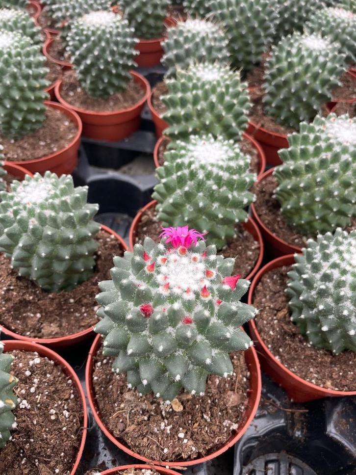 Cactus Mammillaria Toluca in de 9cm pot, Huis en Inrichting, Kamerplanten, Cactus, Minder dan 100 cm, Bloeiende kamerplant, Volle zon