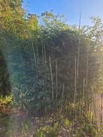 Phyllostachys bissetii bamboe, Ophalen, Bloeit niet, Overige soorten