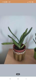 Gasteria carinata verrucosa vetplant, Huis en Inrichting, Kamerplanten, Ophalen, Overige soorten, Minder dan 100 cm