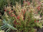 Winterharde fuchsia Riccartonii: mooie jonge frisse planten, Tuin en Terras, Planten | Tuinplanten, Ophalen, Zomer, Overige soorten