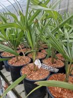 Princeps New form x princeps, Tuin en Terras, Ophalen of Verzenden, Siergrassen, Volle zon