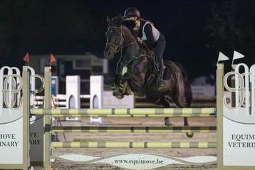 Braaf en betrouwbaar springpaard  beschikbaar voor biedingen
