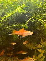 Zwaarddragers (Xiphophorus
hellerii), Vis, Zoetwatervis, Schoolvis