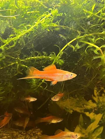 Zwaarddragers (Xiphophorus
hellerii) beschikbaar voor biedingen