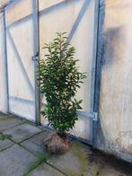 Portugese Laurier 90-110 cm, Tuin en Terras, Planten | Struiken en Hagen, Ophalen, Laurier, Haag, 100 tot 250 cm