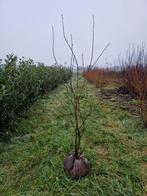 Amelanchier lamarkii, Tuin en Terras, Planten | Bomen, Ophalen, Halfschaduw, Overige soorten, 100 tot 250 cm
