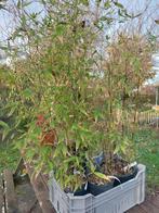 Bamboe Phyllostachys Atrovaginata & Nigra Boryana, Bloeit niet, 100 tot 250 cm, Volle zon, In pot