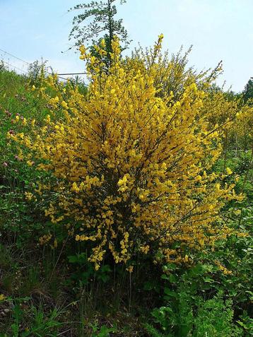 Bio zaden Gewone brem - Cytisus scoparius | Inheemse heester beschikbaar voor biedingen