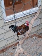 Jonge Java haan, Dieren en Toebehoren, Mannelijk, Kip