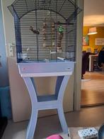 nieuwe kooi met jonge turquasine parkiet  65 euro, Mannelijk, Parkiet, Geringd