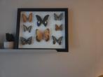Taxidermie Vlinders in Lijst - Zwarte Lijst, Ophalen, Zo goed als nieuw