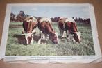 Oude kleurenprent - Rundvee - Eeneiïge drieling - 1953 !!, Ophalen of Verzenden, Voor 1940, Gebruikt, Overige onderwerpen