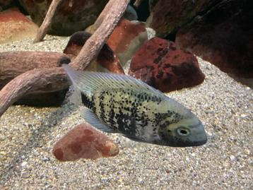Trio Oscura heterospila beschikbaar voor biedingen
