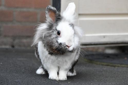 Knaagdier oppas aangeboden, Dieren en Toebehoren, Knaagdieren, Meerdere dieren