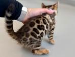 Prachtige bengaal kittens met stamboom, Poes, Gechipt, 0 tot 2 jaar