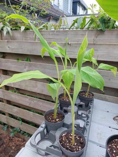 Musa dajiao, Tuin en Terras, Planten | Tuinplanten, Overige soorten, Halfschaduw, Zomer, Ophalen of Verzenden