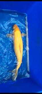 15 koi, Dieren en Toebehoren, Vissen | Vijvervissen, Karper of Koi