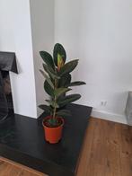 Ficus Elastica Robusta - Kamerplant 90cm, Huis en Inrichting, Kamerplanten, Ophalen, Ficus, Halfschaduw, Minder dan 100 cm