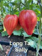 2.Grote sortering zaden (>90 soorten) van bijzondere tomaten, Ophalen of Verzenden, Volle zon