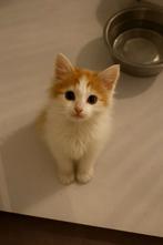 4 mooie kittens kruising ragdoll x maine coon, Dieren en Toebehoren, Meerdere dieren, Ontwormd, 0 tot 2 jaar