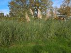 pampus gras 10x, Ophalen of Verzenden, Volle zon, Overige soorten