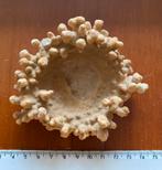 Schelp met druipsteen kalk begroeiing, Verzamelen, Ophalen of Verzenden, Schelp(en)