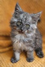 Langharige maine coon/ragdoll kittens, Dieren en Toebehoren, Meerdere dieren, Ontwormd, 0 tot 2 jaar