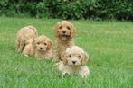 Vrolijke speelse Cockapoo pups, Dieren en Toebehoren, Honden | Retrievers, Spaniëls en Waterhonden, Nederland, CDV (hondenziekte)