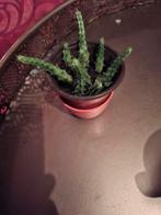 Zeldzame Huernia succulent, Overige soorten, Volle zon, Vaste plant, Ophalen of Verzenden