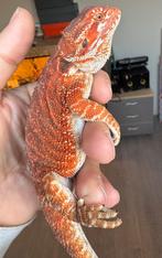 Super mooie rode baardagaam vrouw, Dieren en Toebehoren, Reptielen en Amfibieën, Hagedis, 0 tot 2 jaar