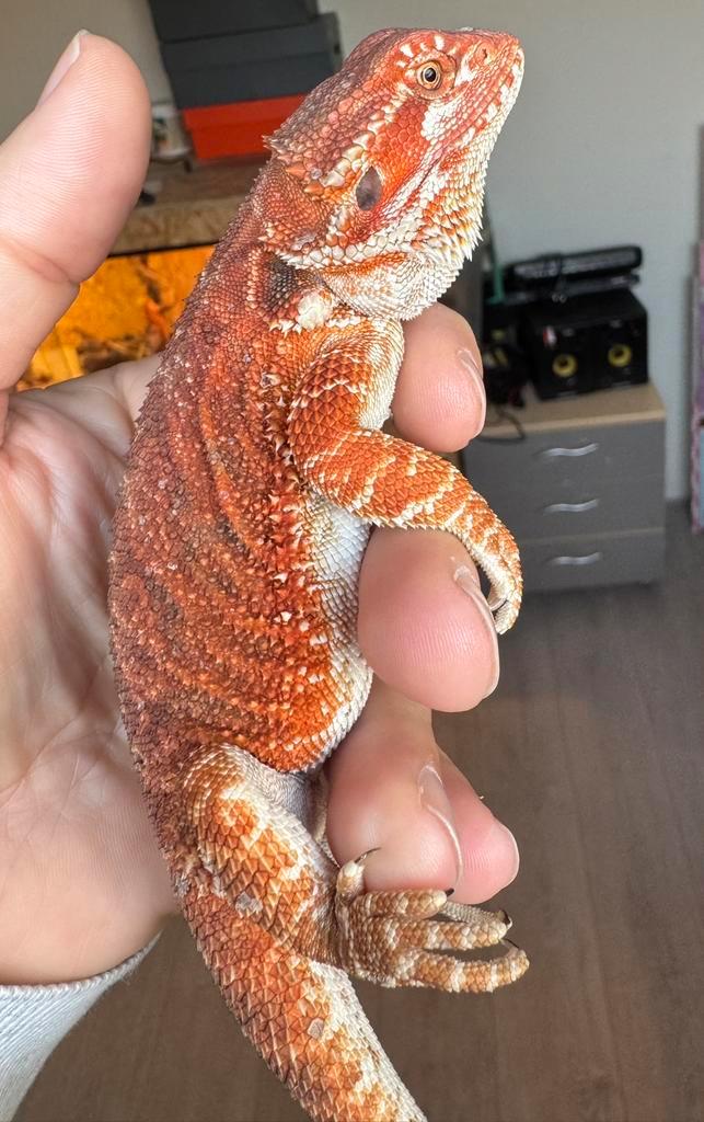 Super mooie rode baardagaam vrouw