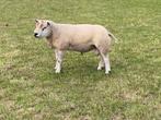 Engelse Texelaar Dekram, Dieren en Toebehoren, Schapen, Geiten en Varkens, Mannelijk, Schaap