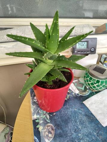 Aloe Mitriformis beschikbaar voor biedingen