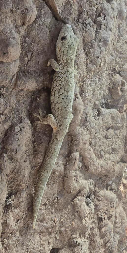 Kameleon gekko's, Dieren en Toebehoren, Reptielen en Amfibieën, Hagedis, 0 tot 2 jaar