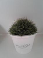 Bloempot Merry christmas riviera maison, Ophalen, Zo goed als nieuw