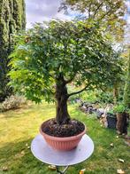 Oude Japanse esdoorn., Tuin en Terras, Planten | Bomen, Ophalen, Bloeit niet, Halfschaduw, Overige soorten
