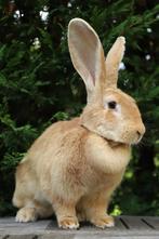 Lieve vlaamse reus dame zoekt goed huisje, Vrouwelijk, Groot, 3 tot 5 jaar