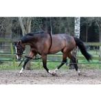 longeerhulp, Dieren en Toebehoren, Paarden en Pony's | Hoofdstellen en Tuigage, *, Verzenden, *, *