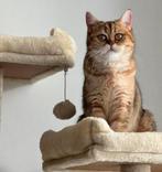 Britse Korthaar kat - Black golden shaded, Dieren en Toebehoren, Katten en Kittens | Raskatten | Korthaar, Poes, Gechipt, 3 tot 5 jaar