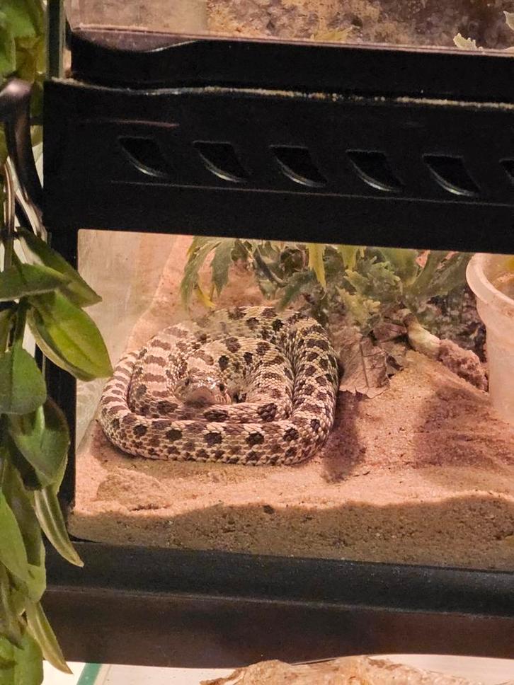 1.0 Westerse haakneus, hognose, slang, haak neus man