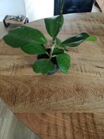 Hoya Kerrii plant, Huis en Inrichting, Kamerplanten, Overige soorten, In pot, Minder dan 100 cm, Groene kamerplant