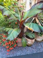 Ensete maurellii, Ophalen, Volle zon, Overige soorten