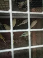 Diverse grasparkieten, Dieren en Toebehoren, Vogels | Parkieten en Papegaaien, Meerdere dieren, Parkiet