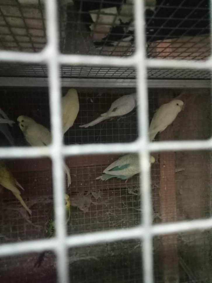 Diverse grasparkieten, Dieren en Toebehoren, Vogels | Parkieten en Papegaaien, Parkiet, Meerdere dieren