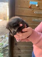 Super lieve kittens (nog 3 over), Dieren en Toebehoren, Ontwormd, Poes